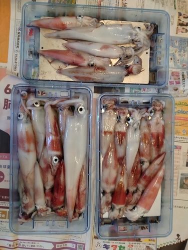 アカイカの釣果