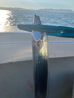 タチウオの釣果