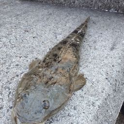 マゴチ