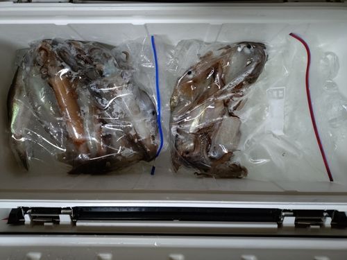 スルメイカの釣果