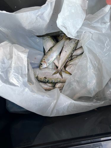 ママカリの釣果