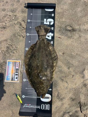 ヒラメの釣果