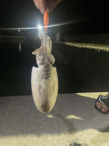 モンゴウイカの釣果