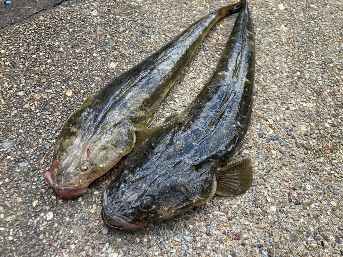 抹茶好き🍵さんの釣果 1枚目の画像