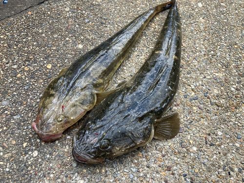 マゴチの釣果