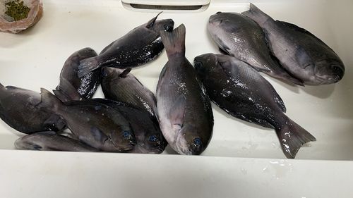 クロメジナの釣果