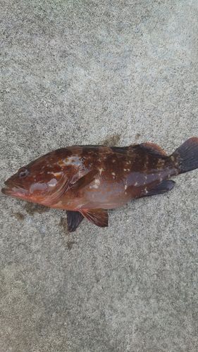 キジハタの釣果