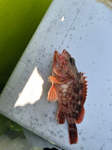 釣果