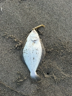 ソゲの釣果
