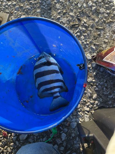 サンバソウの釣果