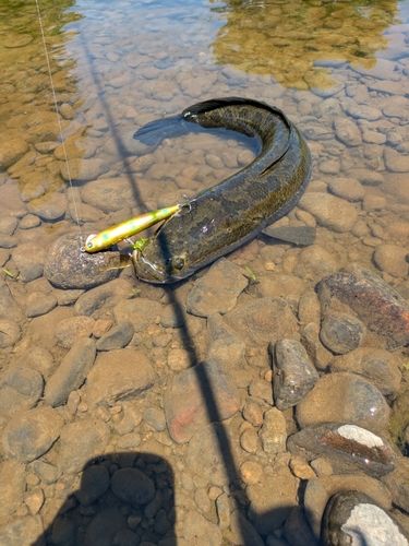 ライギョの釣果