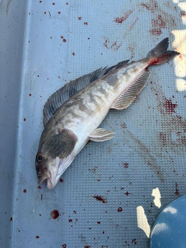 ホッケの釣果
