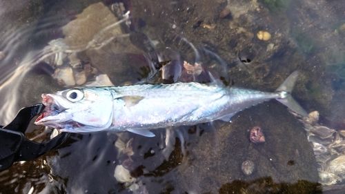 サバの釣果