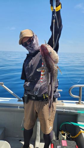 タラの釣果