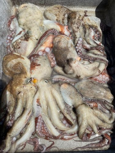 タコの釣果