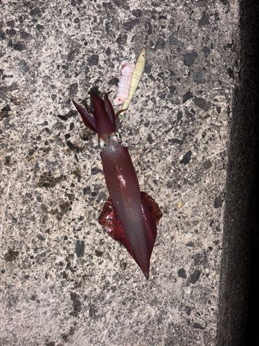 ケンサキイカの釣果