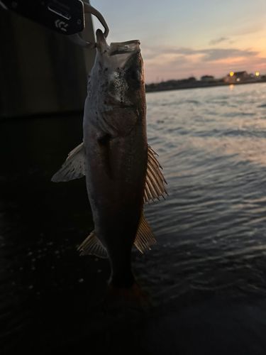 セイゴ（マルスズキ）の釣果