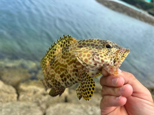 イシミーバイの釣果