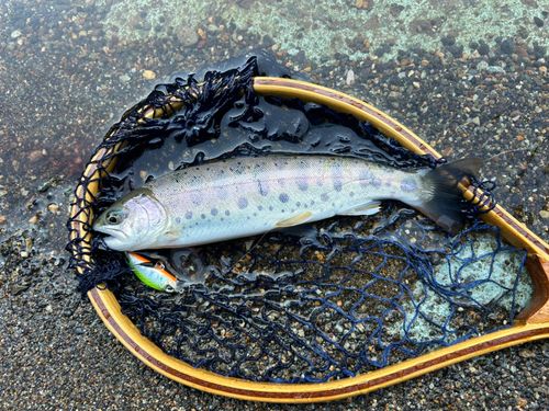 ヤマメの釣果