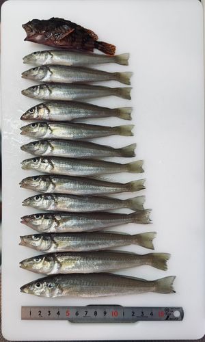 シロギスの釣果