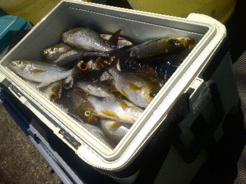 イサキの釣果