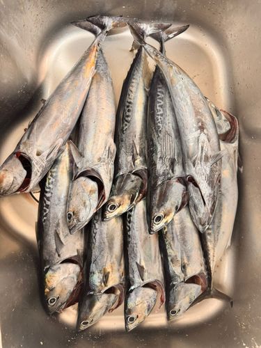 ソウダガツオの釣果