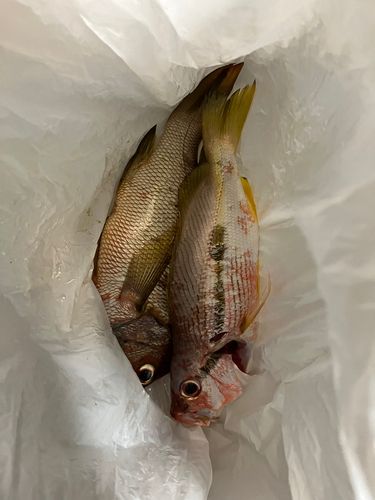 シブダイの釣果