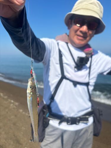 キスの釣果