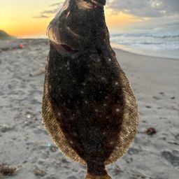 ソゲ
