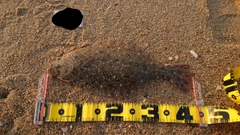 ヒラメの釣果