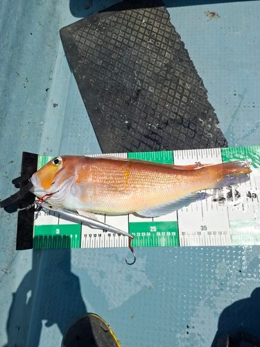 アマダイの釣果