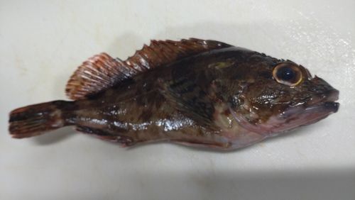 ガシラの釣果