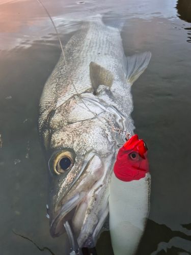 ヒラスズキの釣果
