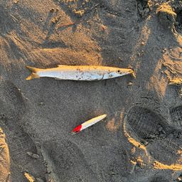 カマス