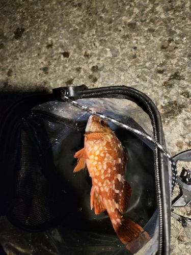 ガシラの釣果