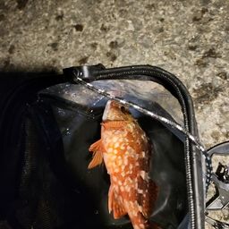 ガシラ