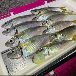 アジ