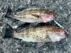 オオモンハタの釣果