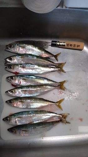 サバの釣果