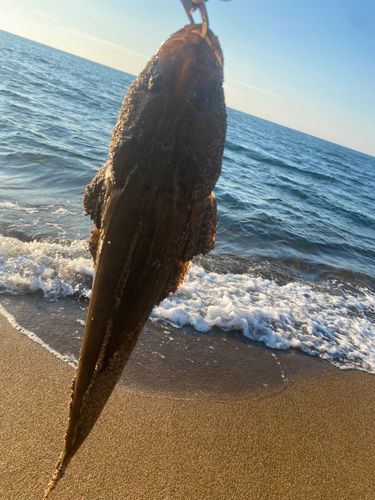 マゴチの釣果