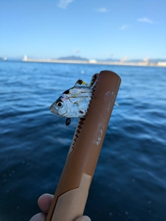 ヒイラギの釣果