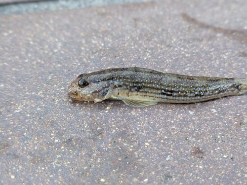 ハゼの釣果