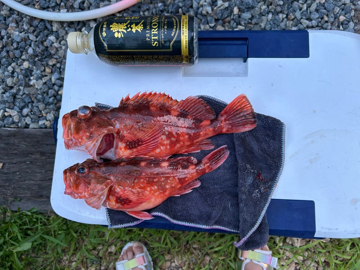 釣り吉どん兵衛さんの釣果 2枚目の画像