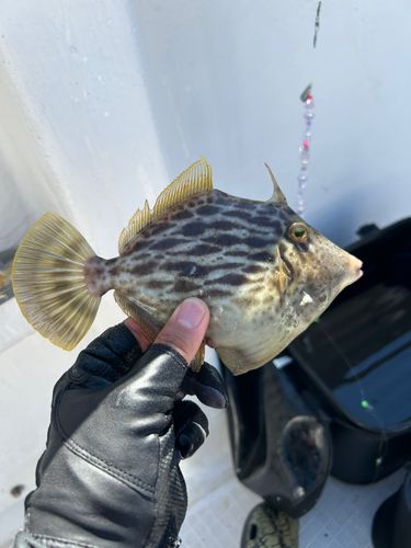 カワハギの釣果