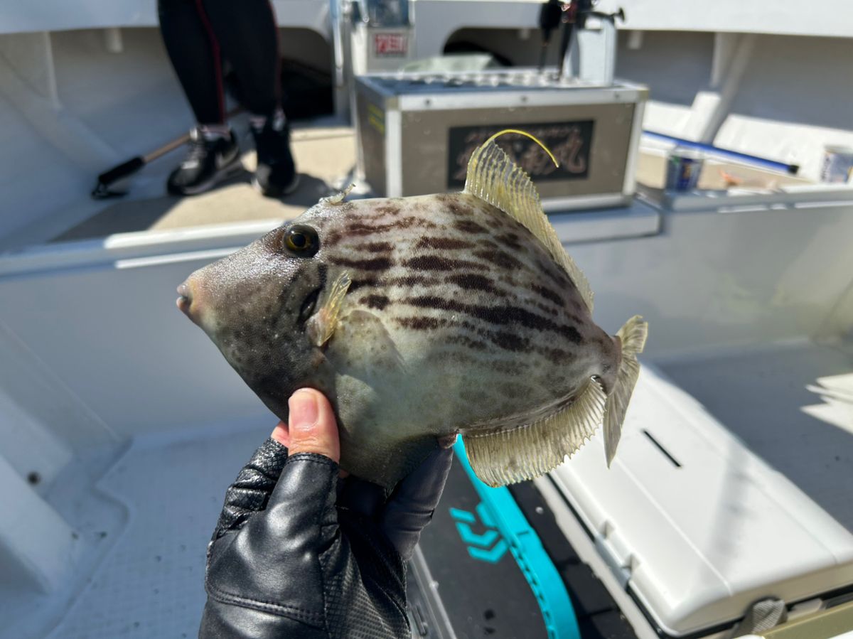 釣り吉どん兵衛さんの釣果 2枚目の画像