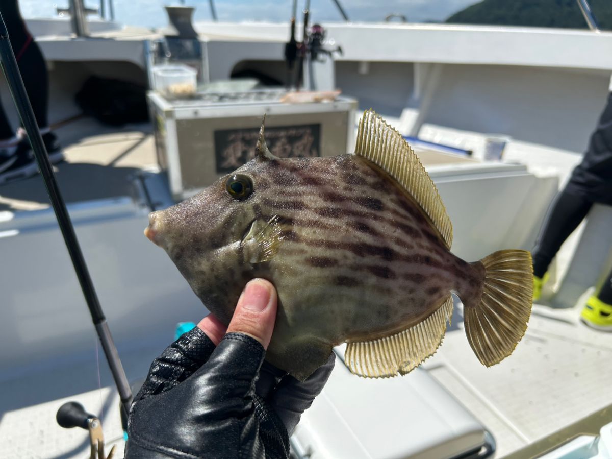 釣り吉どん兵衛さんの釣果 3枚目の画像