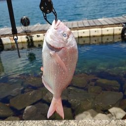 マダイ