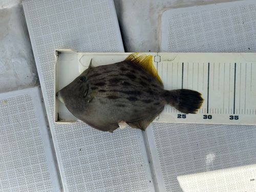 カワハギの釣果