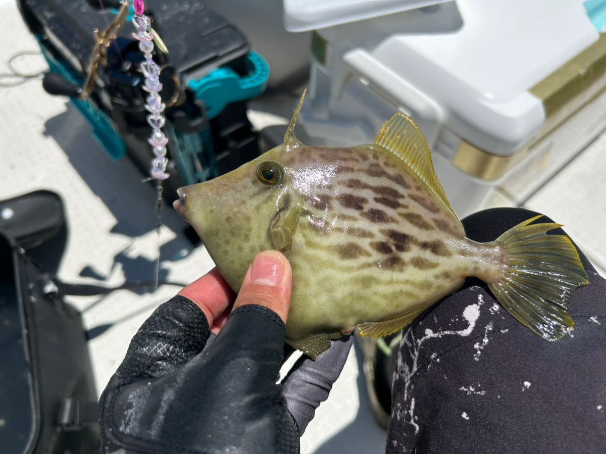 釣り吉どん兵衛さんの釣果 2枚目の画像