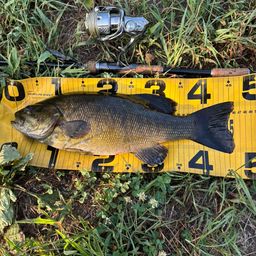 スモールマウスバス